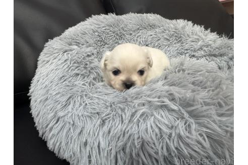 成約済の岐阜県のミックス犬-367317の9枚目