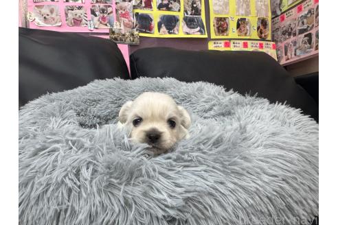 成約済の岐阜県のミックス犬-367316の7枚目