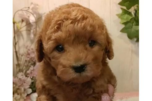 成約済の愛知県のティーカッププードル-370003の2枚目