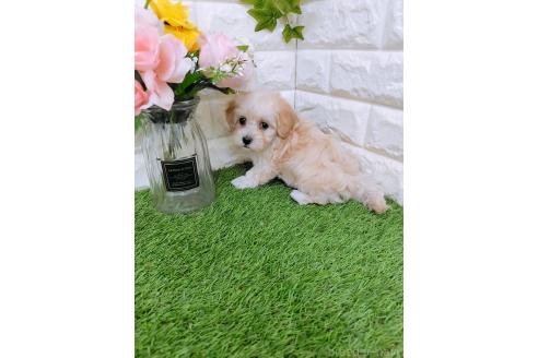 成約済の岡山県のマルプー:マルチーズ×トイプードル-370020の3枚目