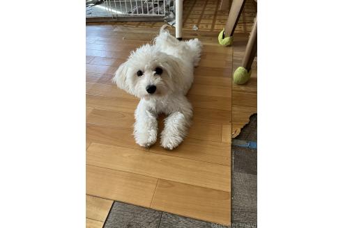 成約済の埼玉県のミックス犬-370045の6枚目