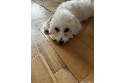 成約済の埼玉県のミックス犬-370045の4枚目