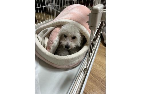 成約済の埼玉県のミックス犬-370045の2枚目
