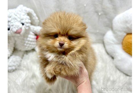 成約済の栃木県のポメラニアン-369868の4枚目