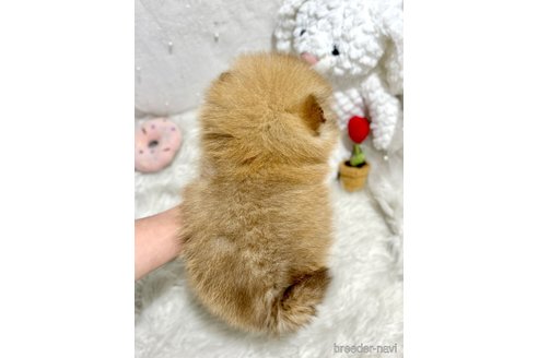 成約済の栃木県のポメラニアン-369868の5枚目