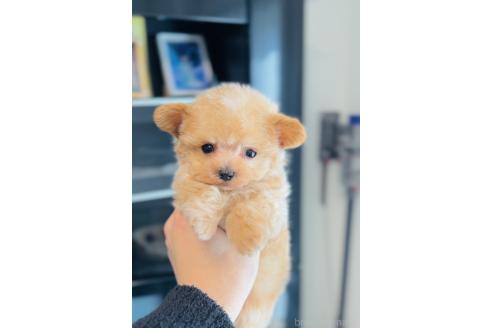 成約済の福岡県のマルプー:マルチーズ×トイプードル-369888の9枚目