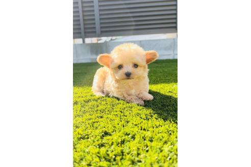 成約済の福岡県のマルプー:マルチーズ×トイプードル-369888の7枚目