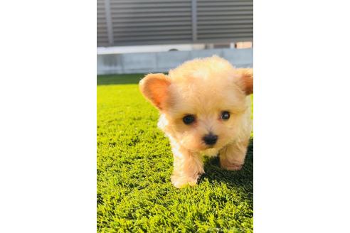 成約済の福岡県のマルプー:マルチーズ×トイプードル-369888の6枚目