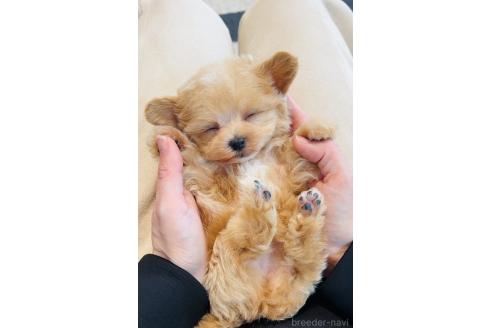 成約済の福岡県のマルプー:マルチーズ×トイプードル-369888の4枚目