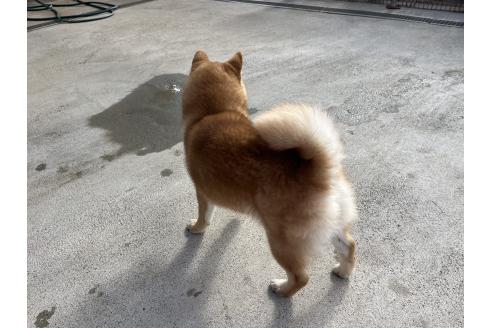 成約済の岡山県の柴犬-370082の5枚目