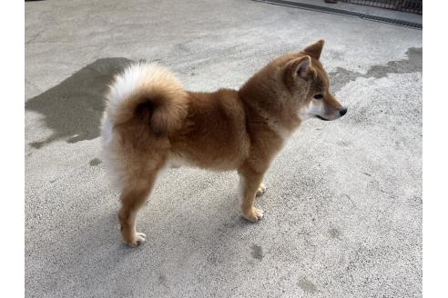 成約済の岡山県の柴犬-370082の4枚目