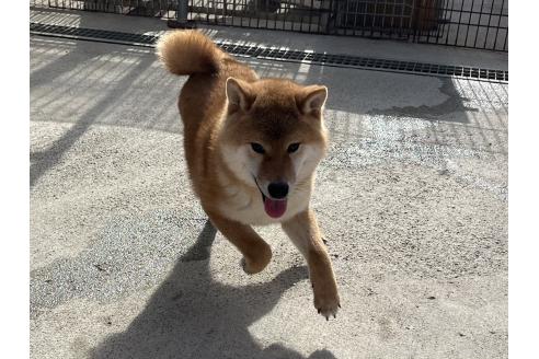 成約済の岡山県の柴犬-370082の3枚目