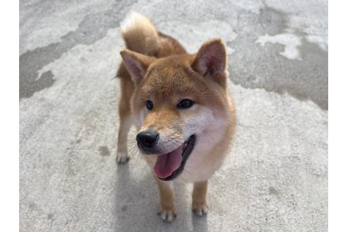 成約済の岡山県の柴犬-370082の2枚目