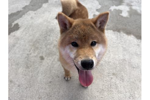 成約済の岡山県の柴犬-370082の1枚目