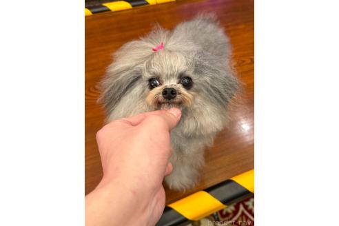 viviくん1枚目