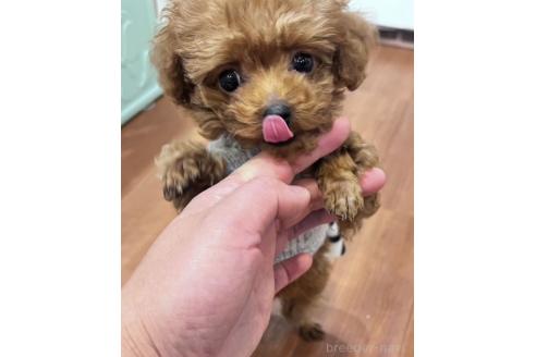 春ちゃん1枚目