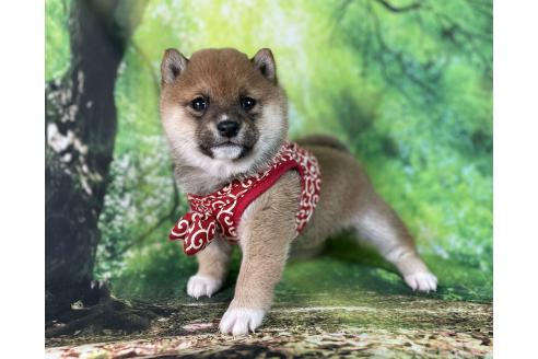 成約済の福岡県の豆柴-370150の1枚目