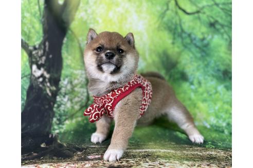 成約済の福岡県の豆柴-370150の6枚目