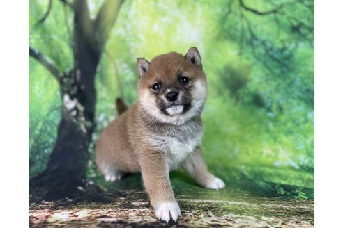 成約済の福岡県の豆柴-370150の4枚目
