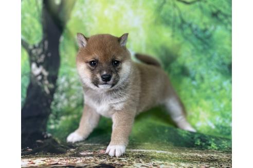 成約済の福岡県の豆柴-370150の3枚目