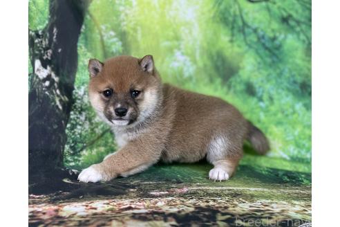成約済の福岡県の豆柴-370150の2枚目