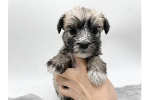 成約済の愛知県のマルシュナ:マルチーズ×ミニチュアシュナウザー-370153の11枚目