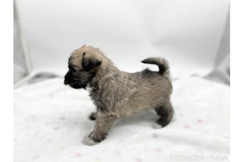 成約済の愛知県のマルシュナ:マルチーズ×ミニチュアシュナウザー-370153の10枚目