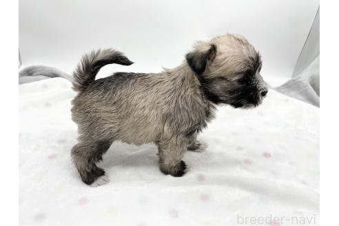 成約済の愛知県のマルシュナ:マルチーズ×ミニチュアシュナウザー-370153の9枚目