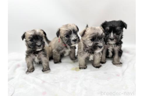 成約済の愛知県のマルシュナ:マルチーズ×ミニチュアシュナウザー-370153の6枚目