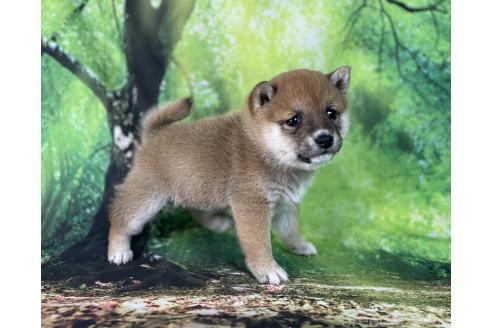 成約済の福岡県の豆柴-370158の5枚目