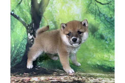 成約済の福岡県の豆柴-370158の1枚目