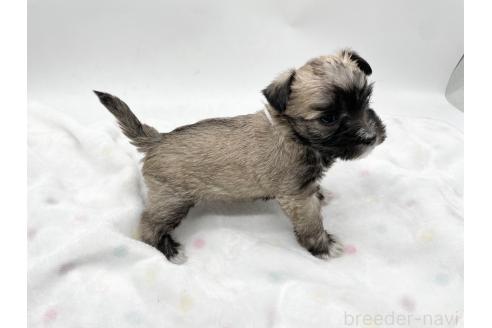 成約済の愛知県のマルシュナ:マルチーズ×ミニチュアシュナウザー-370160の8枚目