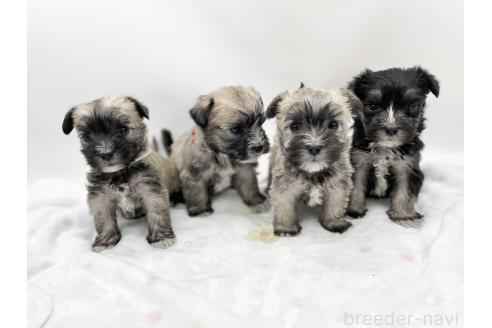 成約済の愛知県のマルシュナ:マルチーズ×ミニチュアシュナウザー-370160の7枚目