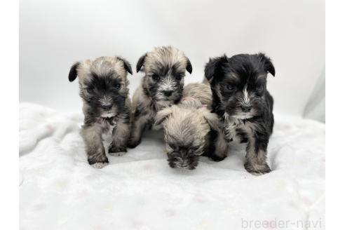 成約済の愛知県のマルシュナ:マルチーズ×ミニチュアシュナウザー-370160の6枚目