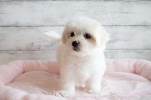 成約済の北海道のミックス犬-366303の5枚目
