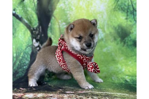 成約済の福岡県の豆柴-370168の2枚目