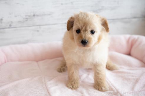 成約済の北海道のミックス犬-368845の2枚目