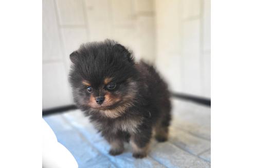 成約済の茨城県のポメラニアン-367640の10枚目