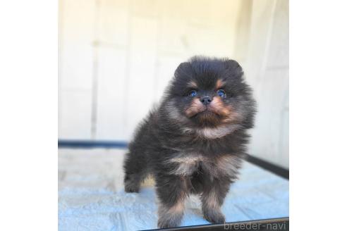 成約済の茨城県のポメラニアン-367640の8枚目