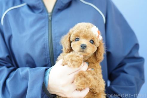 成約済の埼玉県のトイプードル-370196の2枚目