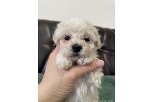 成約済の滋賀県のミックス犬-370197の1枚目