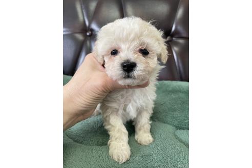 成約済の滋賀県のミックス犬-370197の9枚目