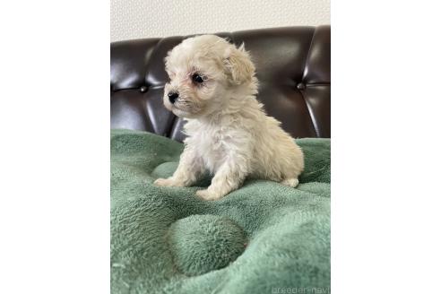 成約済の滋賀県のミックス犬-370197の8枚目