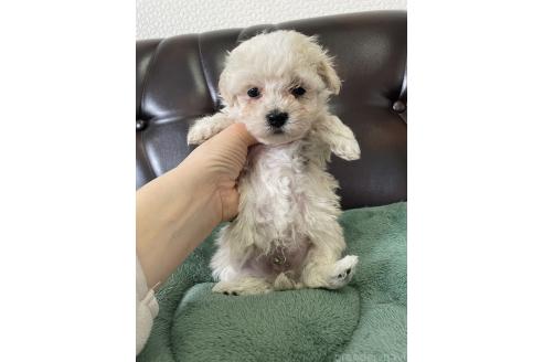 成約済の滋賀県のミックス犬-370197の7枚目