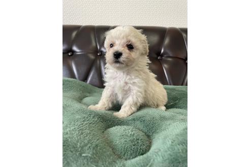 成約済の滋賀県のミックス犬-370197の6枚目