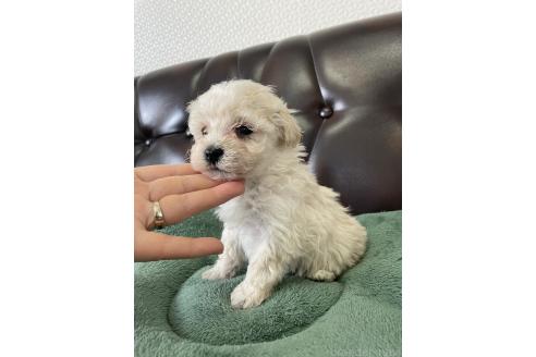 成約済の滋賀県のミックス犬-370197の5枚目