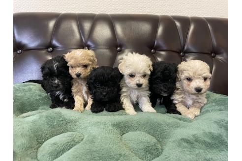 成約済の滋賀県のミックス犬-370197の4枚目