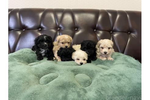 成約済の滋賀県のミックス犬-370197の3枚目