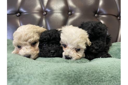 成約済の滋賀県のミックス犬-370197の2枚目
