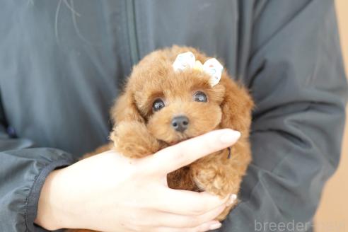 成約済の埼玉県のトイプードル-370212の2枚目